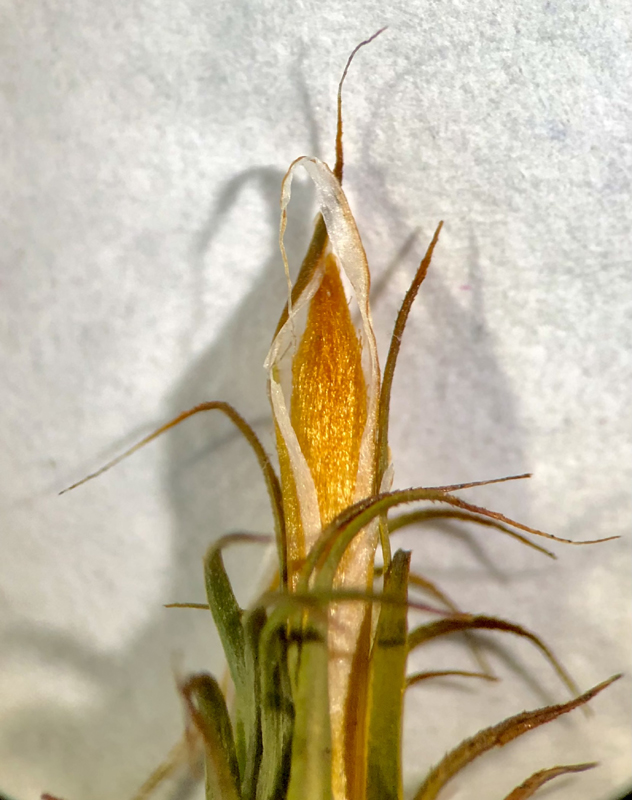 Polytrichum perigoniale